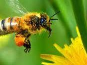Crisi apicoltura, Fukushima c’entra