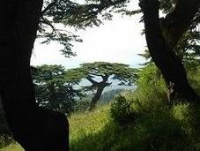 Ecoturismo Libano: foresta cedri millenari