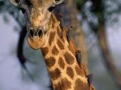 Africa Sud-ovest /Un'area protetta rilanciare commercio turismo