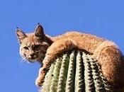 lince cactus