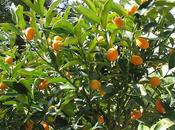 kumquat