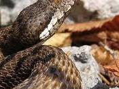 Uenuku Scozia, paura serpente!