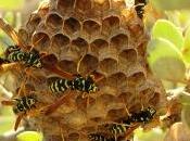 Quando post azzeccato crea sempre vespaio attenzione, sono vespe api. danno miele.