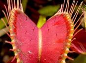 Dionaea Muscipula, come cattura digerisce preda