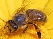 Corte Europea: miele OGM. Aumentano controlli