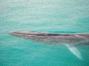 Elba cultura: marciana marina “balene all’elba” antonello marchese