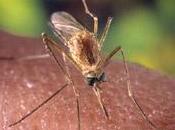 Allerta Virus Nilo aumento delle zanzare portatrici bacino Mediterraneo