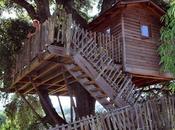 Dreaming tiny Tree-House…