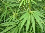 Cannabis casa: 30enne finisce carcere