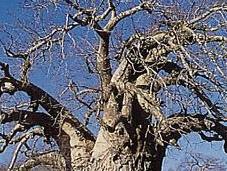 vanitoso umile...il baobab comunque insegna