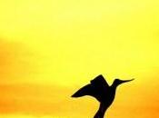 Uenuku fotografa downunder: difetti kiwi pervenuti