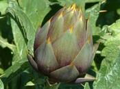 Rimedi della Nonna Pillole: Infuso Carciofo contro Colesterolo