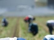 Lotta caporalato, chiarimenti sulla norma vigore