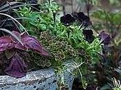 Ophiopogon planiscapus 'Nigrescens'