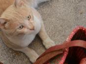 Gatti Rodi.
