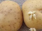 Patate geneticamente modificate sconfiggono millepiedi lombrichi