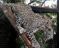 Bioparco Nato Cucciolo Leopardo