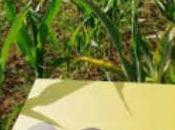 Lazio: scoperti campi contaminati mais