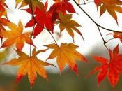 Fall colors
