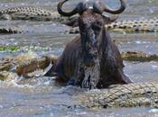 sbranato coccodrilli