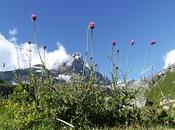 milanese spasso alte della Valtournanche