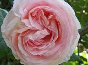 rosa. Pierre Ronsard