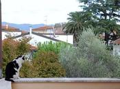 Gatti autunno (ovvero: quando rubrica arriva giorno cosa scriverci)