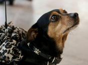 Distrutta quadrupede