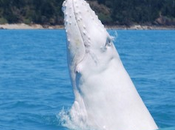 Foto giorno settembre 2011 balena bianca avvistata australia