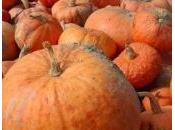 Festa della Zucca Piegaio Lucca