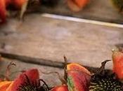 Physalis alkekengi _lanterne cinesi