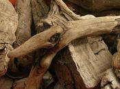 Legno frammenti conchiglie…