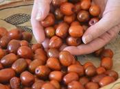 Marmellata giuggiole