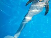 Winter, piccolo delfino tornato nuotare... coda bionica!