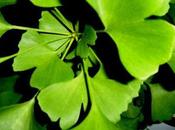 Ginkgo Biloba pianta utile nella Sclerosi Multipla? studio americano