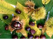 Portiamo autunno nelle nostre case