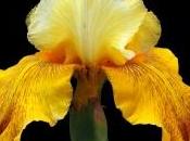 fiori della luce: iris