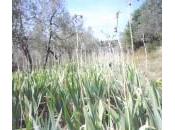 giaggiolo iris secondo Gionni Pruneti:l’estratto ricava rizoma fiore!!