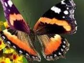 Medicina alternativa: psicologia farfalle