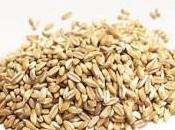 Farro della Garfagnana