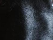 Manuale Addestramento Cani iPhone