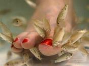 Fish Pedicure