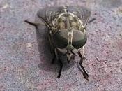Zitti mosca!