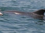interrogativi epocali: delfini sanno essere mortali?