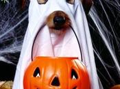 York anche cani festeggiano Halloween