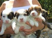 Animali stato famiglia