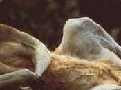 Eppure Borsa sinonimo marsupio