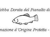 Tinca Gobba Dorata Pianalto Poirino