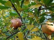 melograno frutto dell'autunno natale
