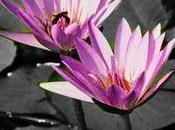 Rainbow Brush effetti spettacolari foto